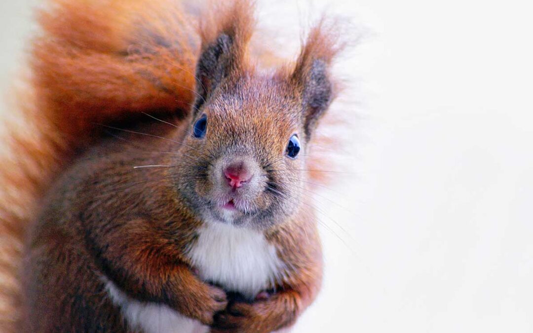 Marketing Differentiation Lessons from a Squirrel 